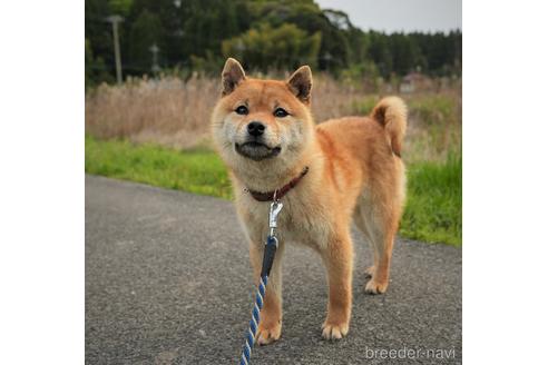 成約済の千葉県の柴犬-234410の5枚目